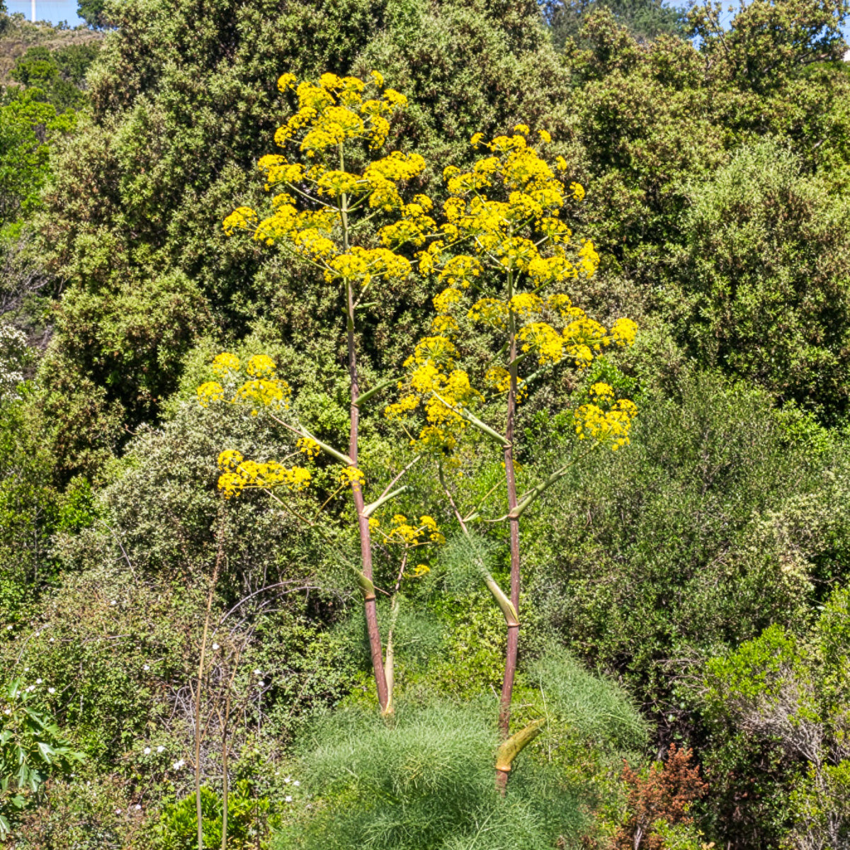Ferula communis - Férule commune - Plantes sauvages jardin