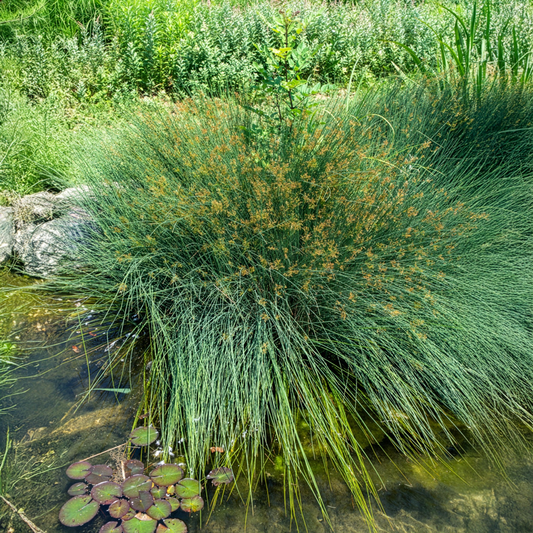 Jonc épars - Bakker