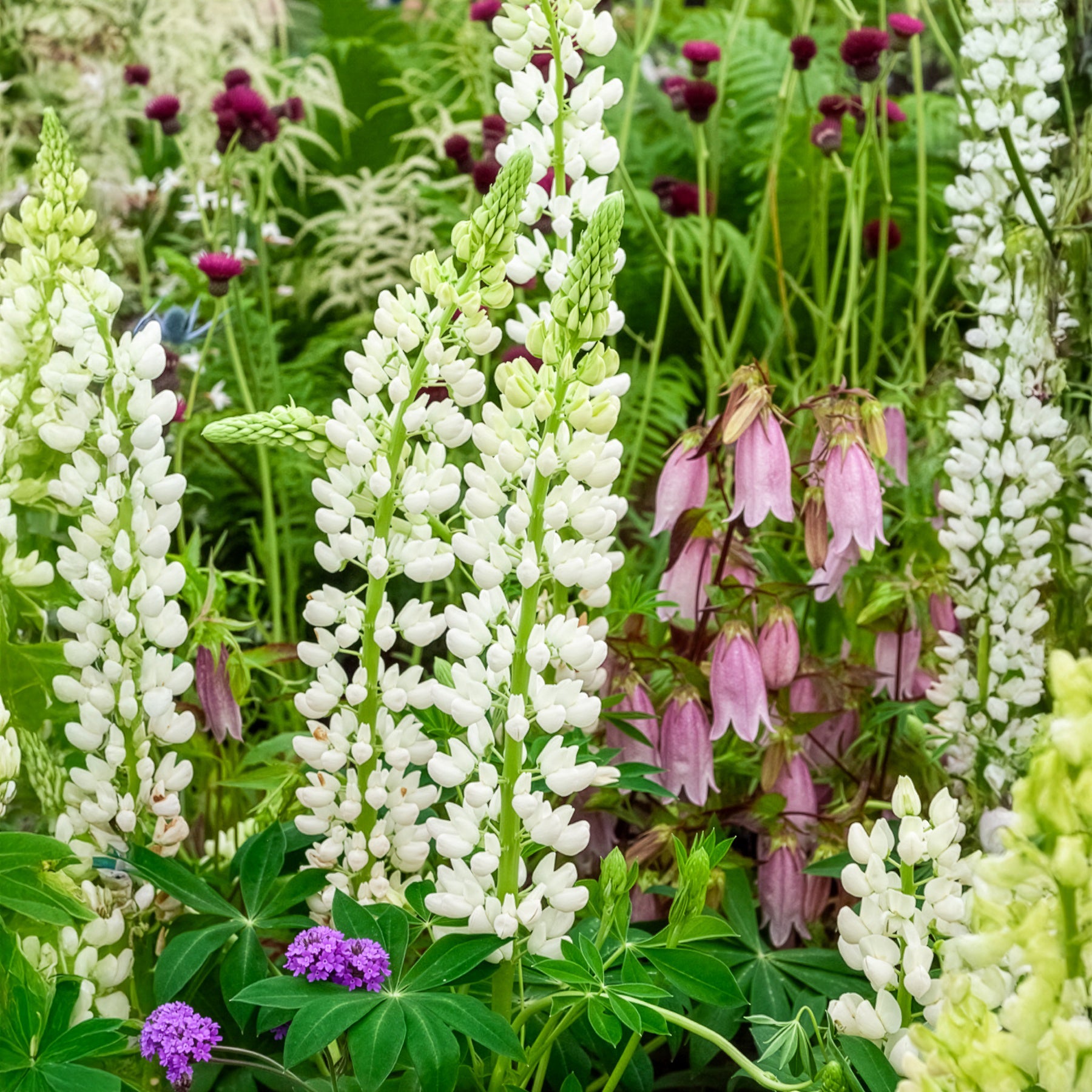 Lupin Noble Maiden - Lupinus Noble Maiden - Bakker