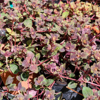 Lysimaque Persian Chocolate® - Bakker