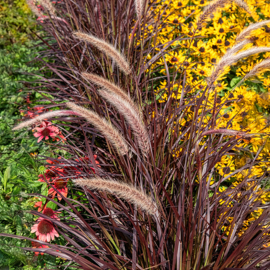 Eulalie Lady in Red - Bakker