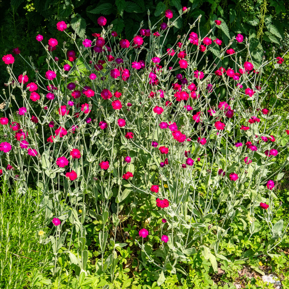 Lychnis coronaria - Coquelourde des jardins - Vivaces fleuries