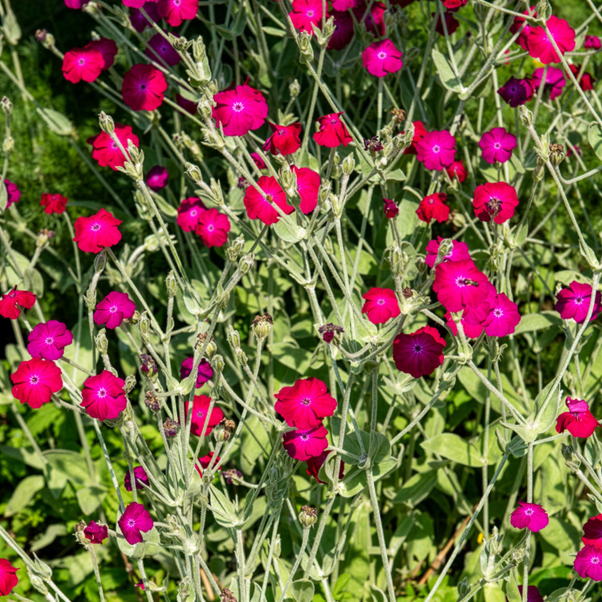 Coquelourde des jardins - Lychnis coronaria - Bakker