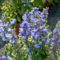 Lobelia siphilitica - Grande Lobelia - Vivaces fleuries