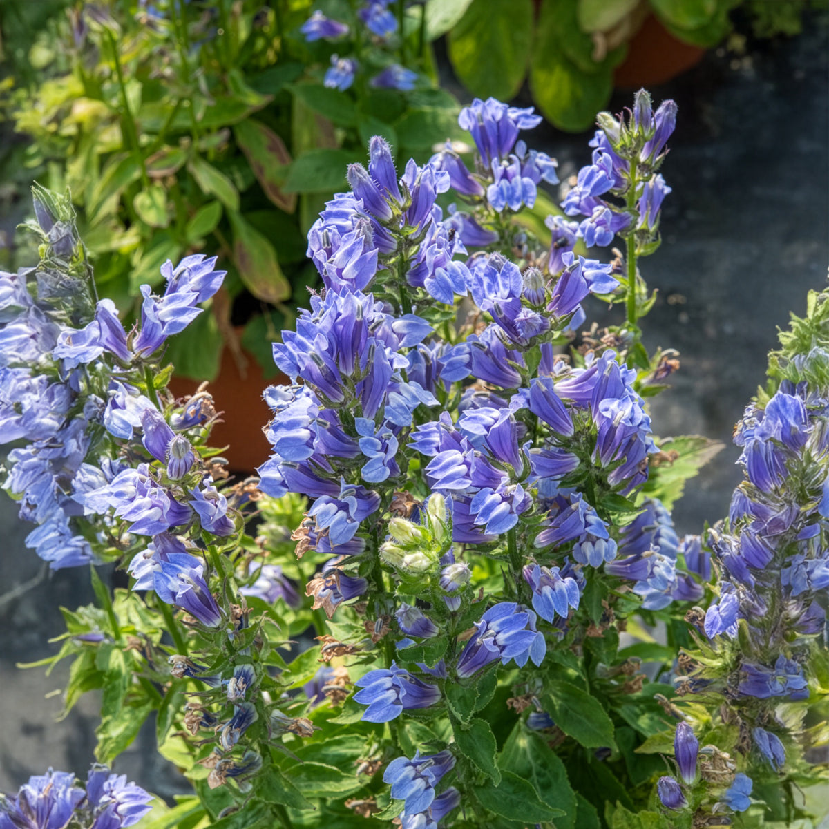 Lobelia siphilitica - Grande Lobelia - Vivaces fleuries