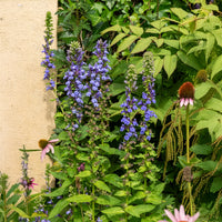 Vivaces fleuries - Grande Lobelia - Lobelia siphilitica