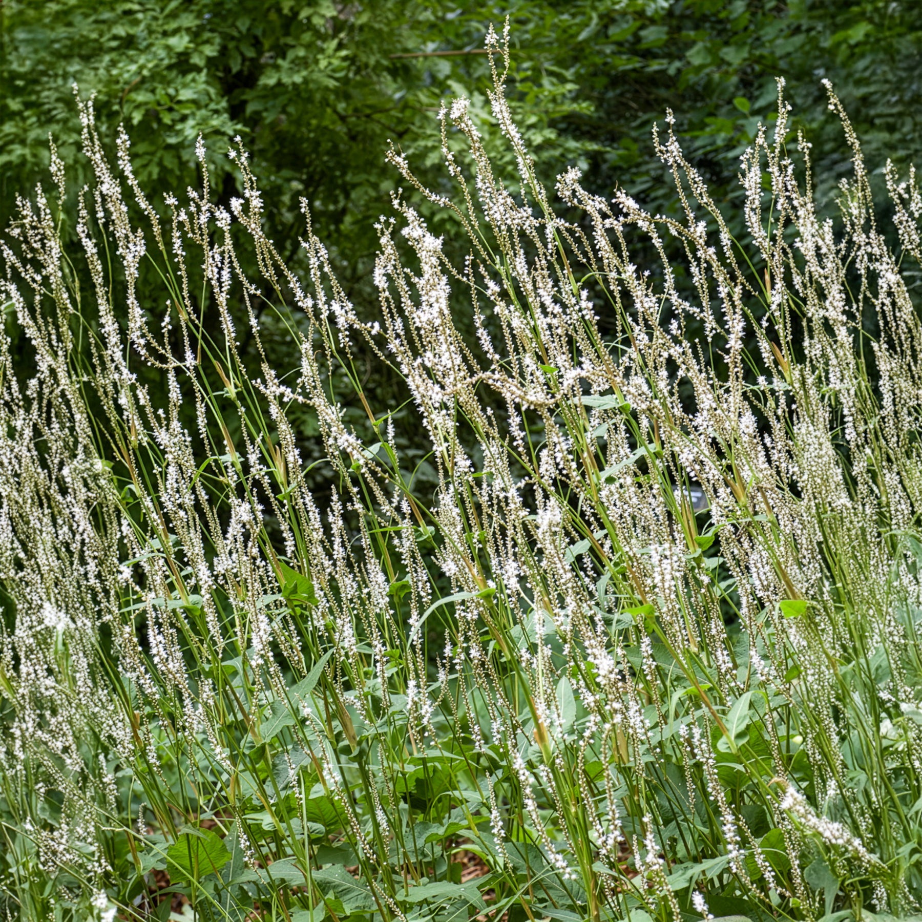 Renouée blanche - Persicaire - Persicaria amplexicaulis Alba - Bakker