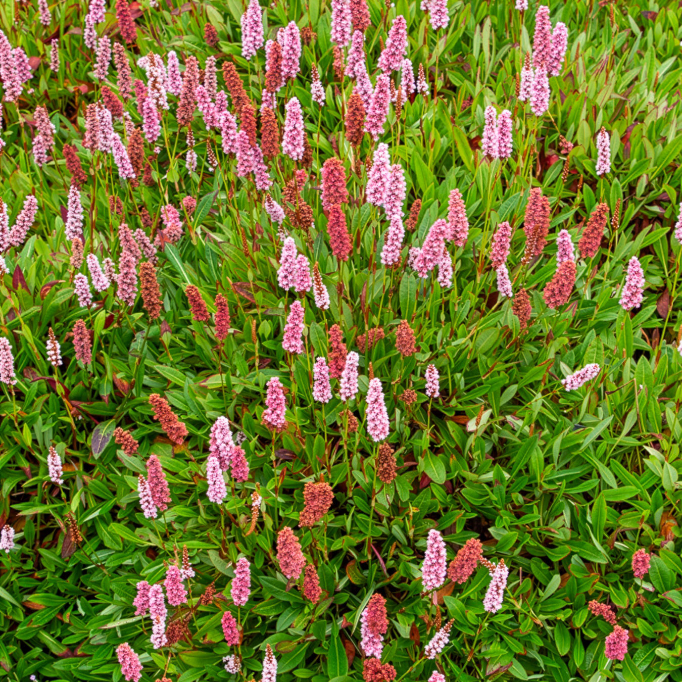 Renouée du Darjeeling Red - Persicaire - Persicaria affinis Darjeeling Red - Bakker