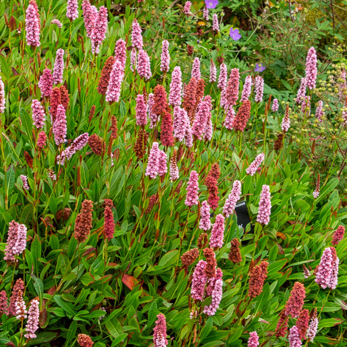 Renouée du Darjeeling Red - Persicaire - Bakker