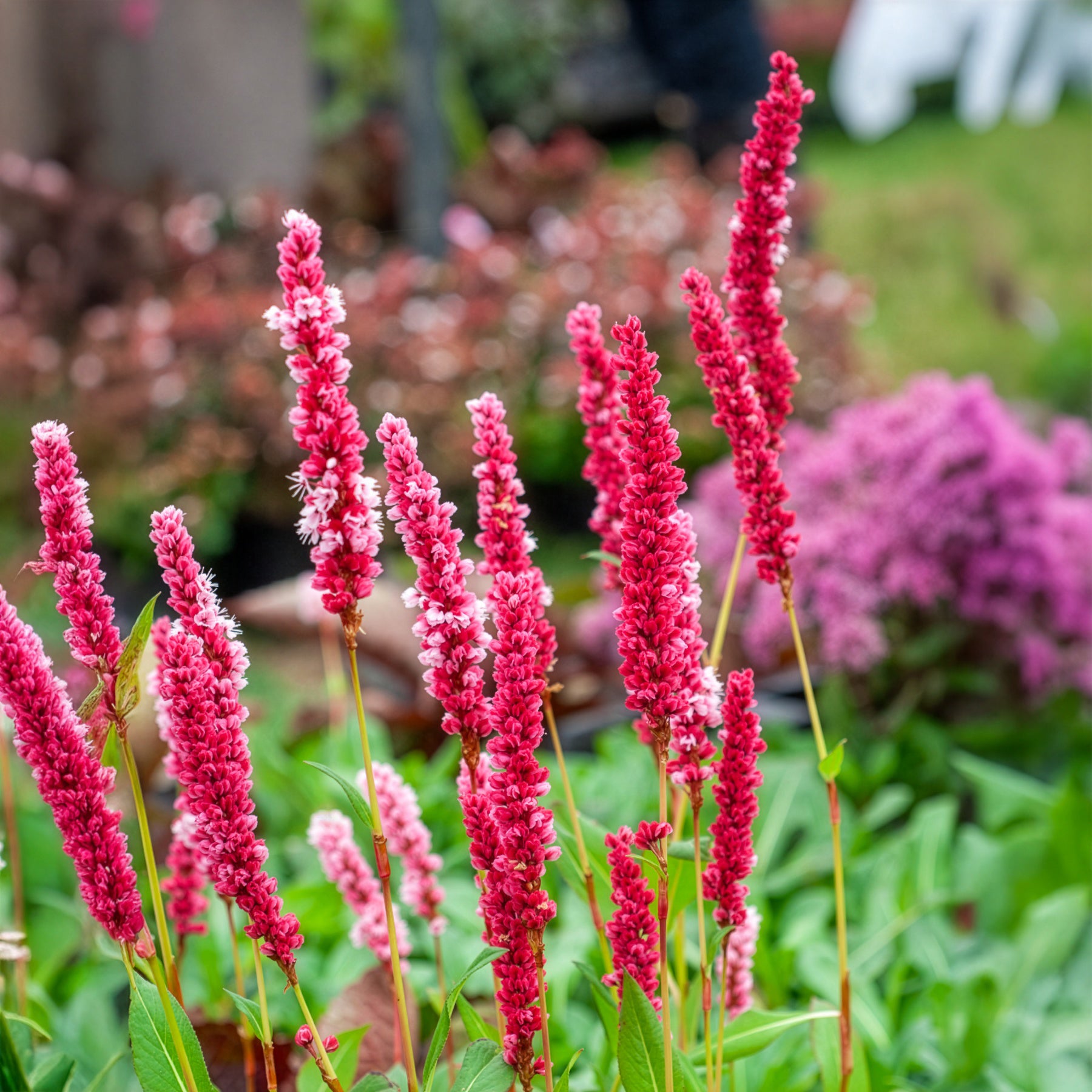 Renouée naine Kabouter - Persicaire - Persicaria affinis Kabouter - Bakker