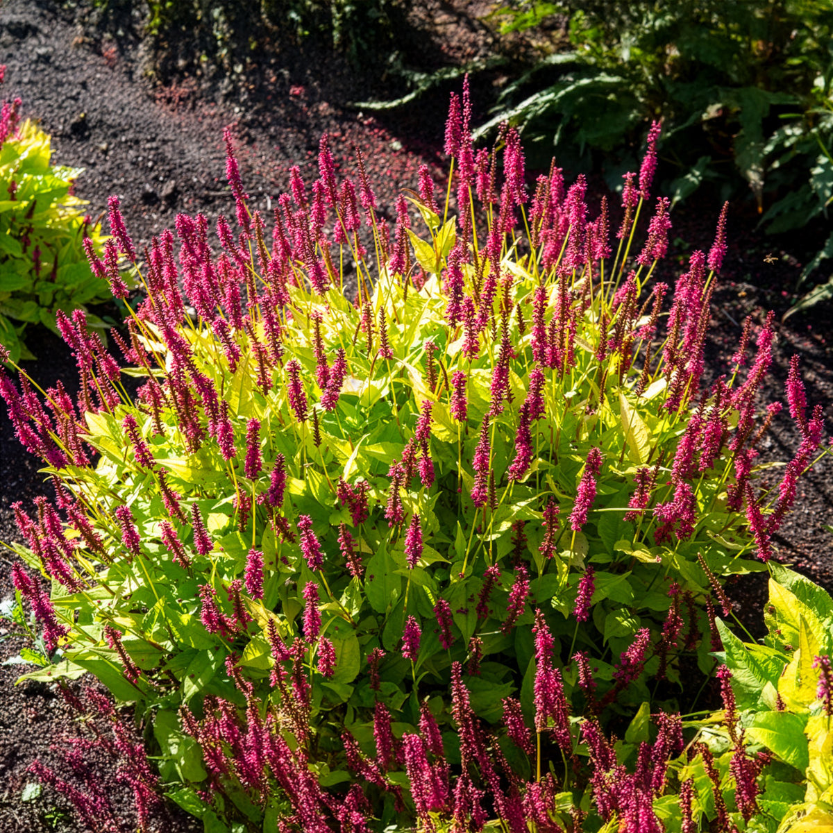 Persicaria amplexicaulis  Golden Arrow - Renouée Golden Arrow - Persicaire - Persicaire
