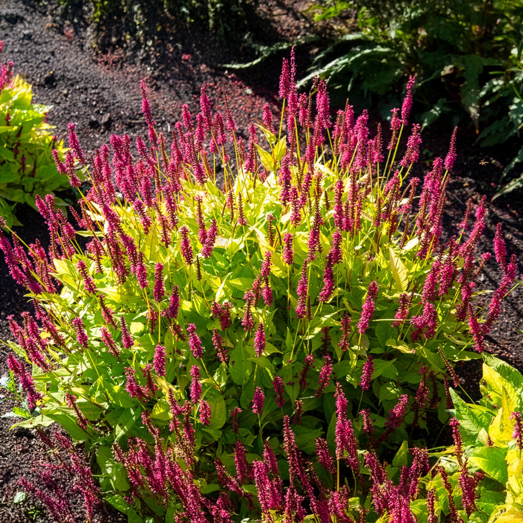 Persicaria amplexicaulis  Golden Arrow - Renouée Golden Arrow - Persicaire - Persicaire