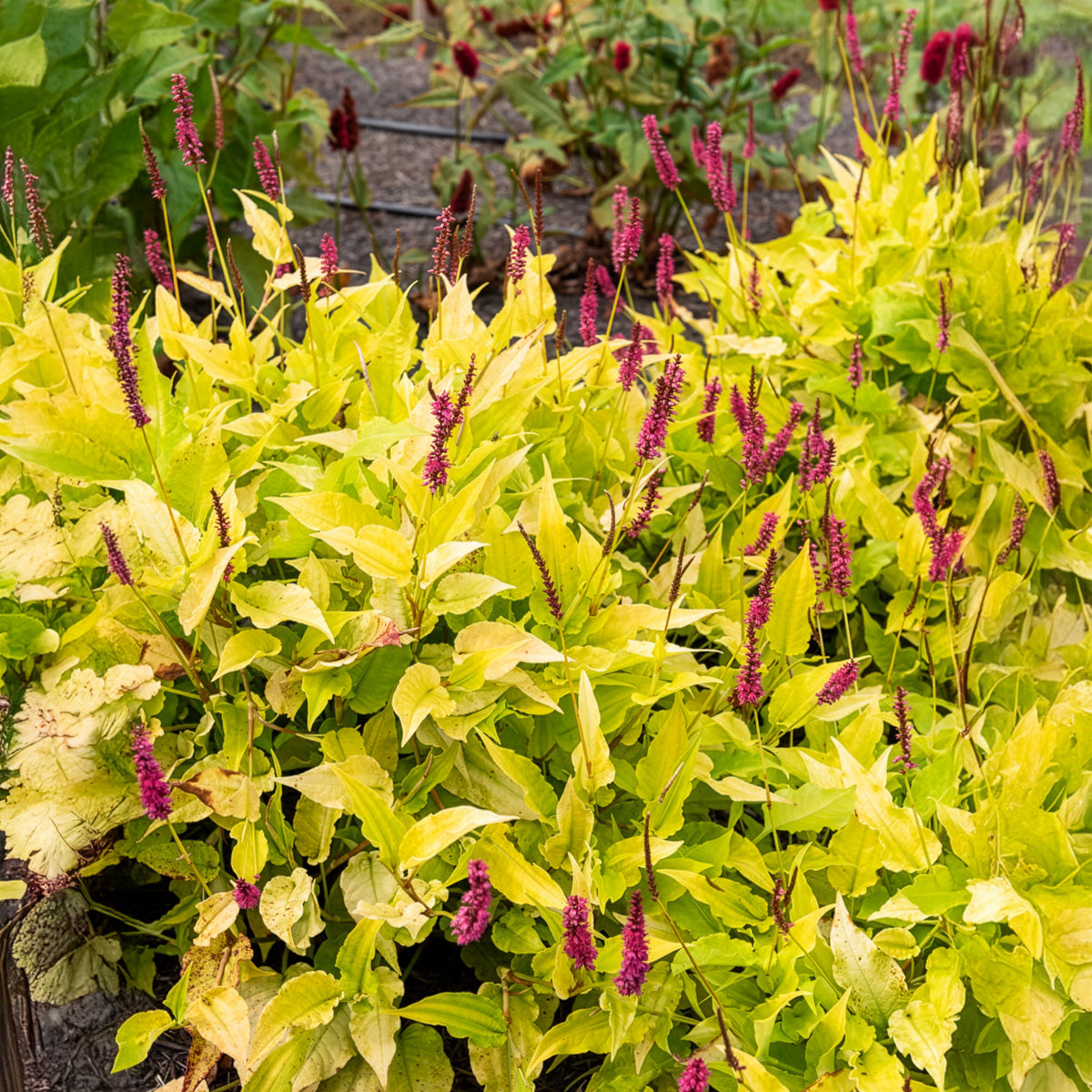Renouée Golden Arrow - Persicaire - Persicaria amplexicaulis  Golden Arrow - Bakker