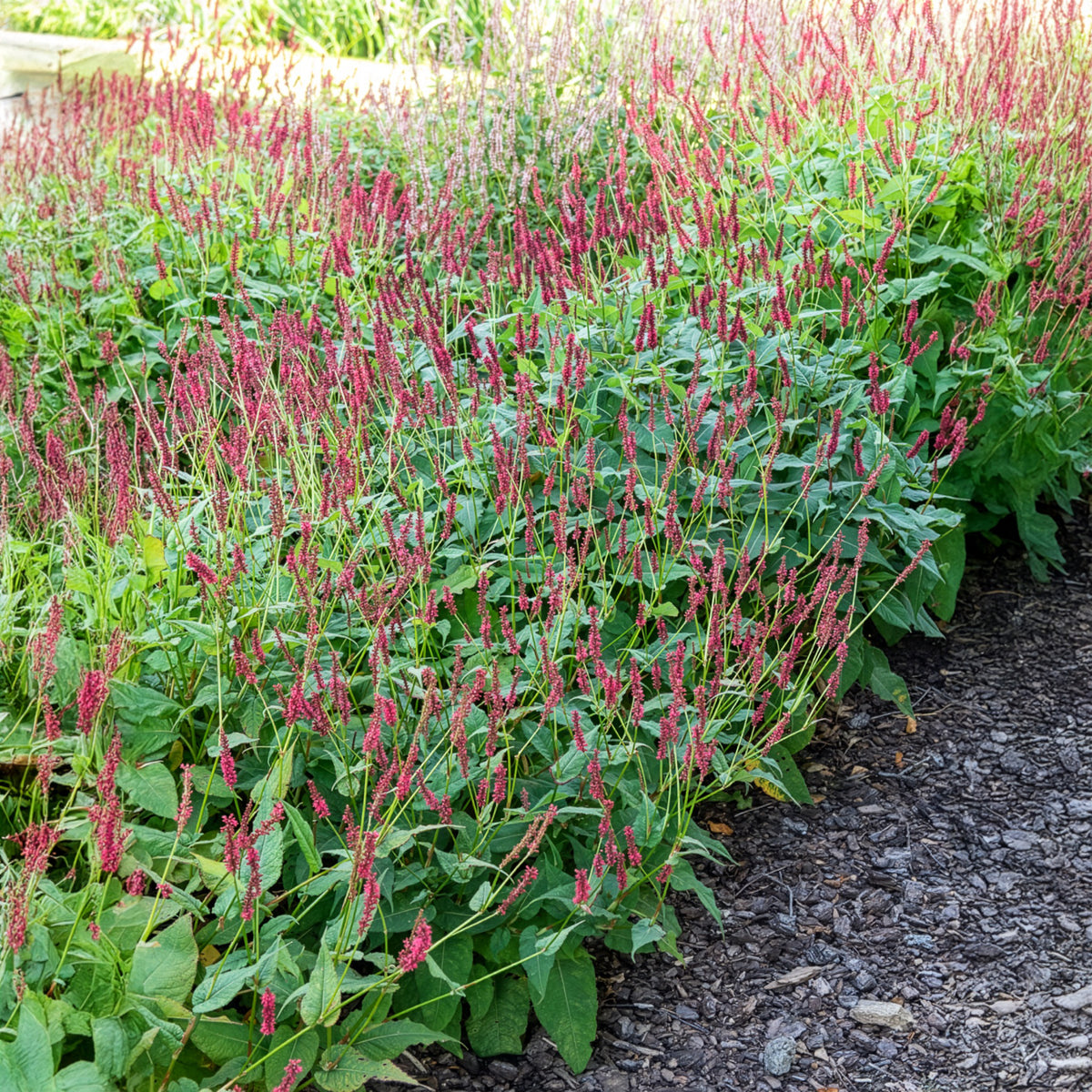 Persicaire - Renouée Blackfield - Persicaire - Persicaria amplexicaulis Blackfield