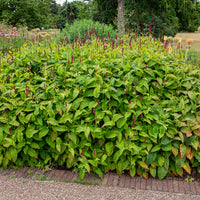 Renouée Fat Domino - Persicaire - Persicaria amplexicaulis Fat Domino - Bakker