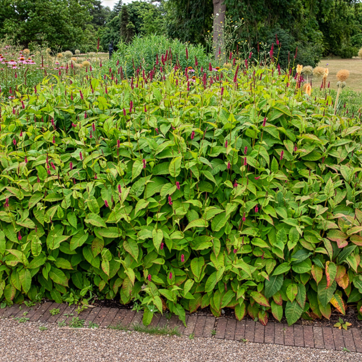 Renouée Fat Domino - Persicaire - Persicaria amplexicaulis Fat Domino - Bakker