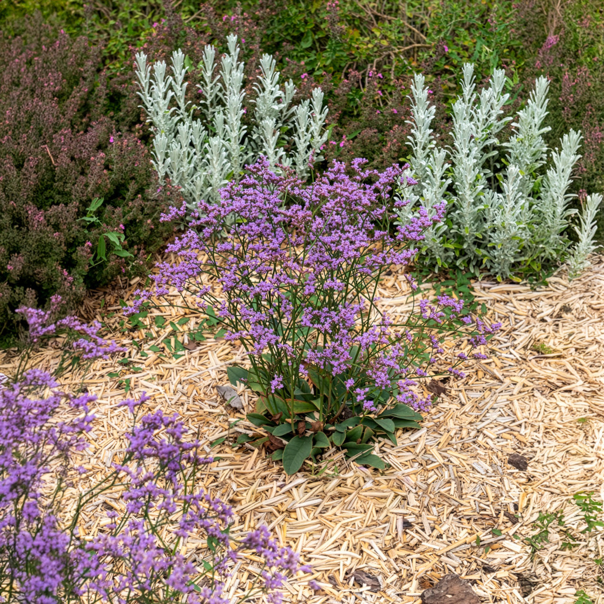 Statice vivace Dazzle Rocks - Limonium gmelinii Dazzle Rocks - Bakker