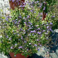 Sauge arbustive So Cool Pale Blue - Bakker