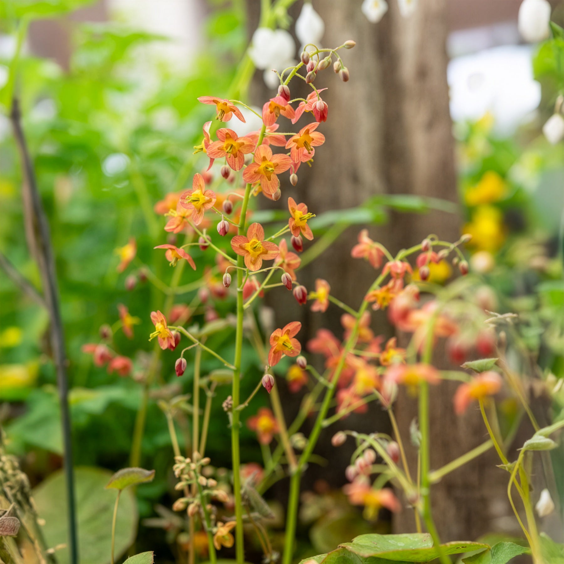 Vente Epimedium warleyense - Epimedium warleyense