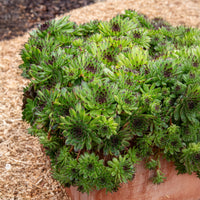 Joubarbe Chick Charms® Appletini - Sempervivum - Sempervivum Chick Charms® Appletini - Bakker