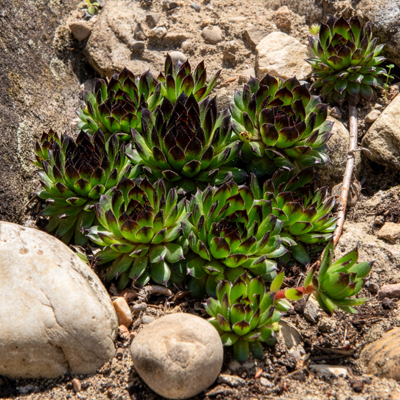 Joubarbe Chick Charms® Appletini - Sempervivum - Bakker