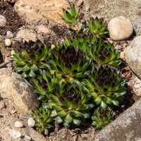 Sempervivum Chick Charms® Appletini - Joubarbe Chick Charms® Appletini - Sempervivum - Sempervivum - Joubarbe