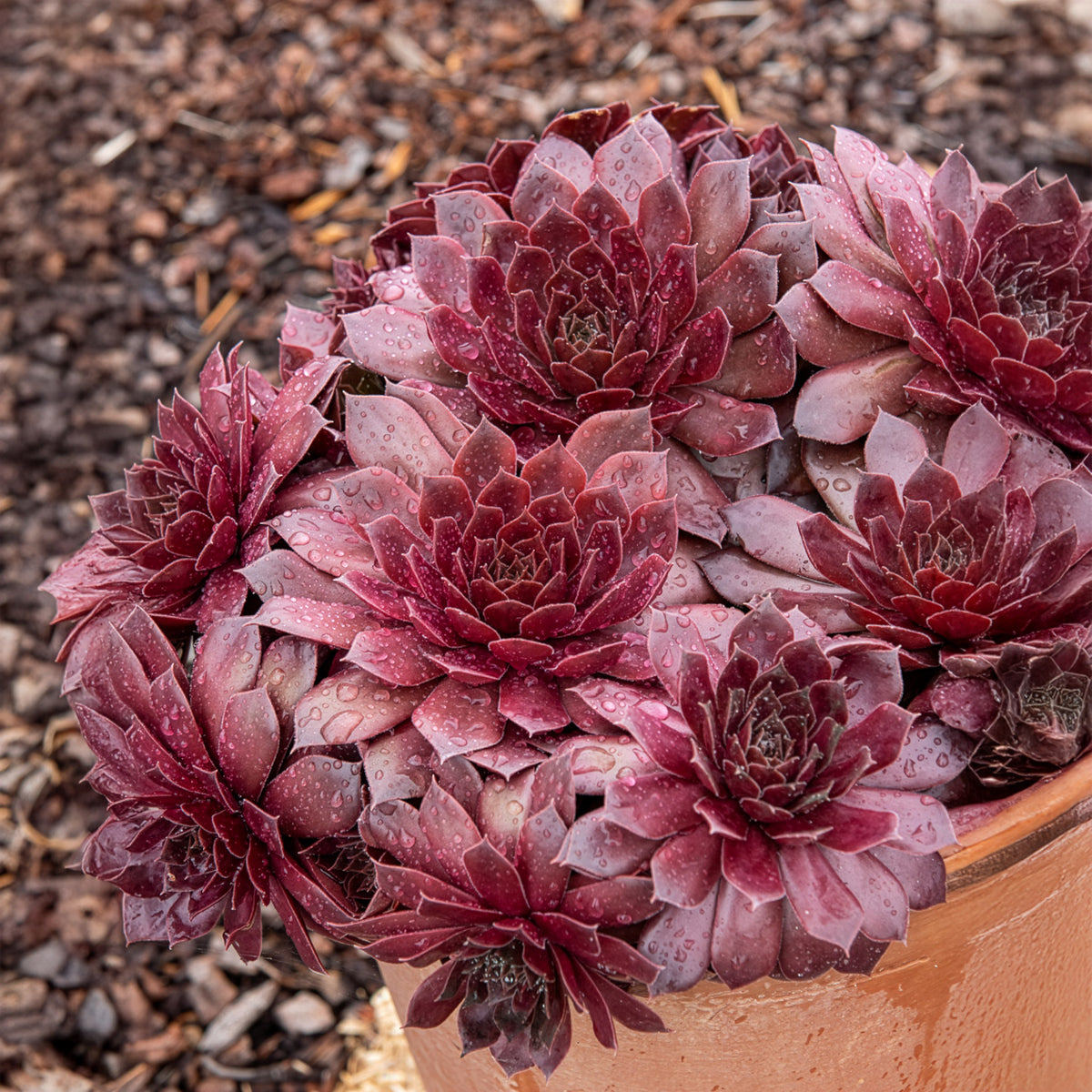Joubarbe Chick Charms® Chocolate Kiss - Sempervivum - Bakker