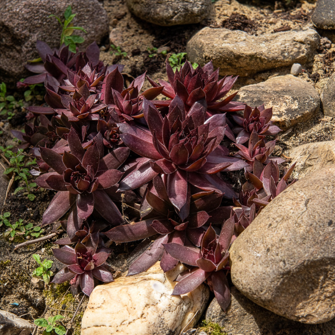 Joubarbe Chick Charms® Chocolate Kiss - Sempervivum - Sempervivum Chick Charms® Chocolate Kiss - Bakker