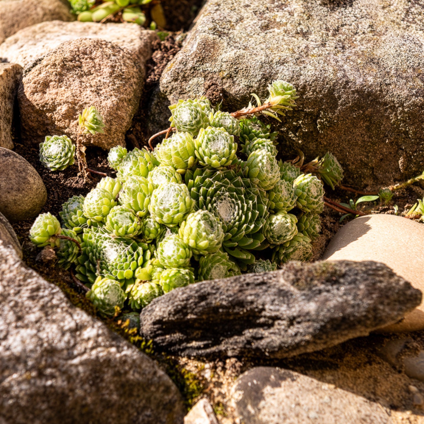 Sempervivum Chick Charms® Arctic white - Joubarbe Chick Charms® Arctic white - Sempervivum - Sempervivum - Joubarbe