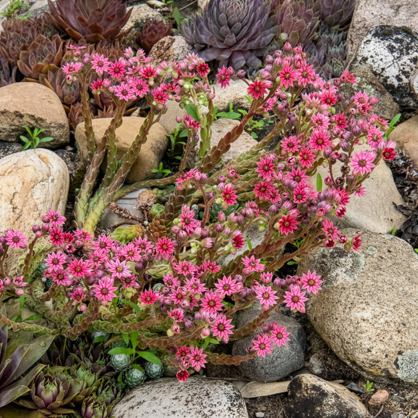 Joubarbe Chick Charms® Arctic white - Sempervivum - Sempervivum Chick Charms® Arctic white - Bakker