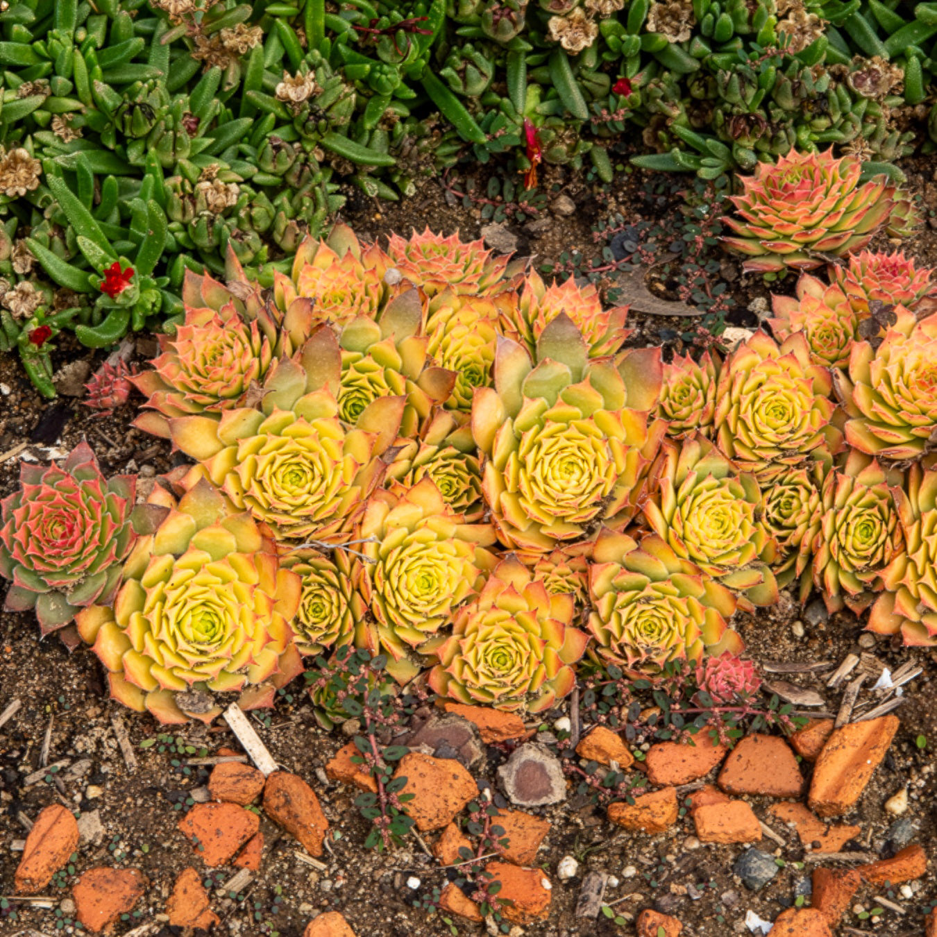 Joubarbe Chick Charms® Gold Nugget - Sempervivum - Sempervivum Chick Charms® Gold Nugget - Bakker