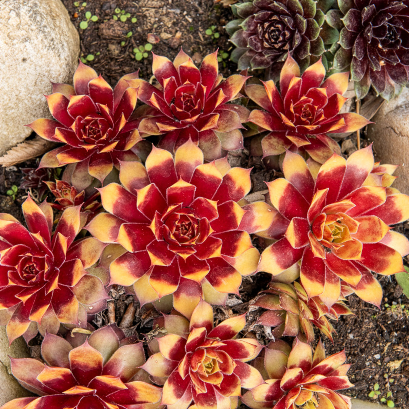 Sempervivum Chick Charms® Gold Nugget - Joubarbe Chick Charms® Gold Nugget - Sempervivum - Sempervivum - Joubarbe