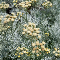 Senecio viravira - Seneçon argenté - Arbustes à feuillage persistant