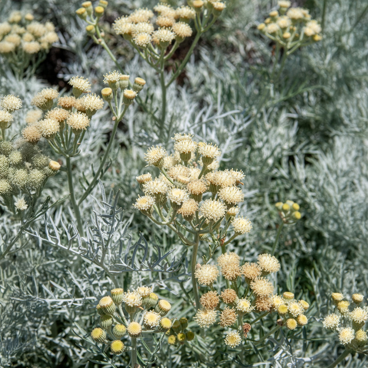 Senecio viravira - Seneçon argenté - Arbustes à feuillage persistant