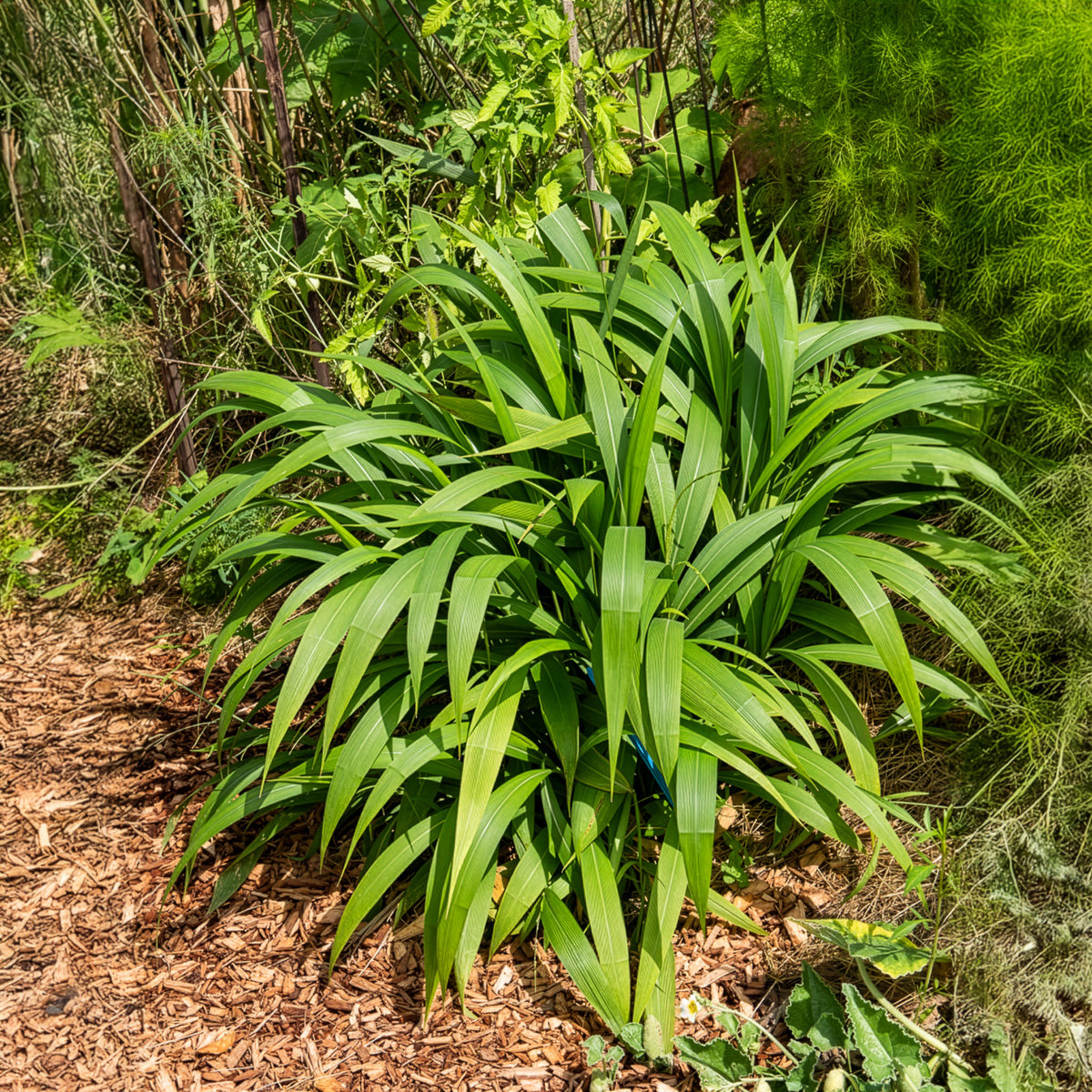 Herbe palmier - Setaria palmifolia - Bakker