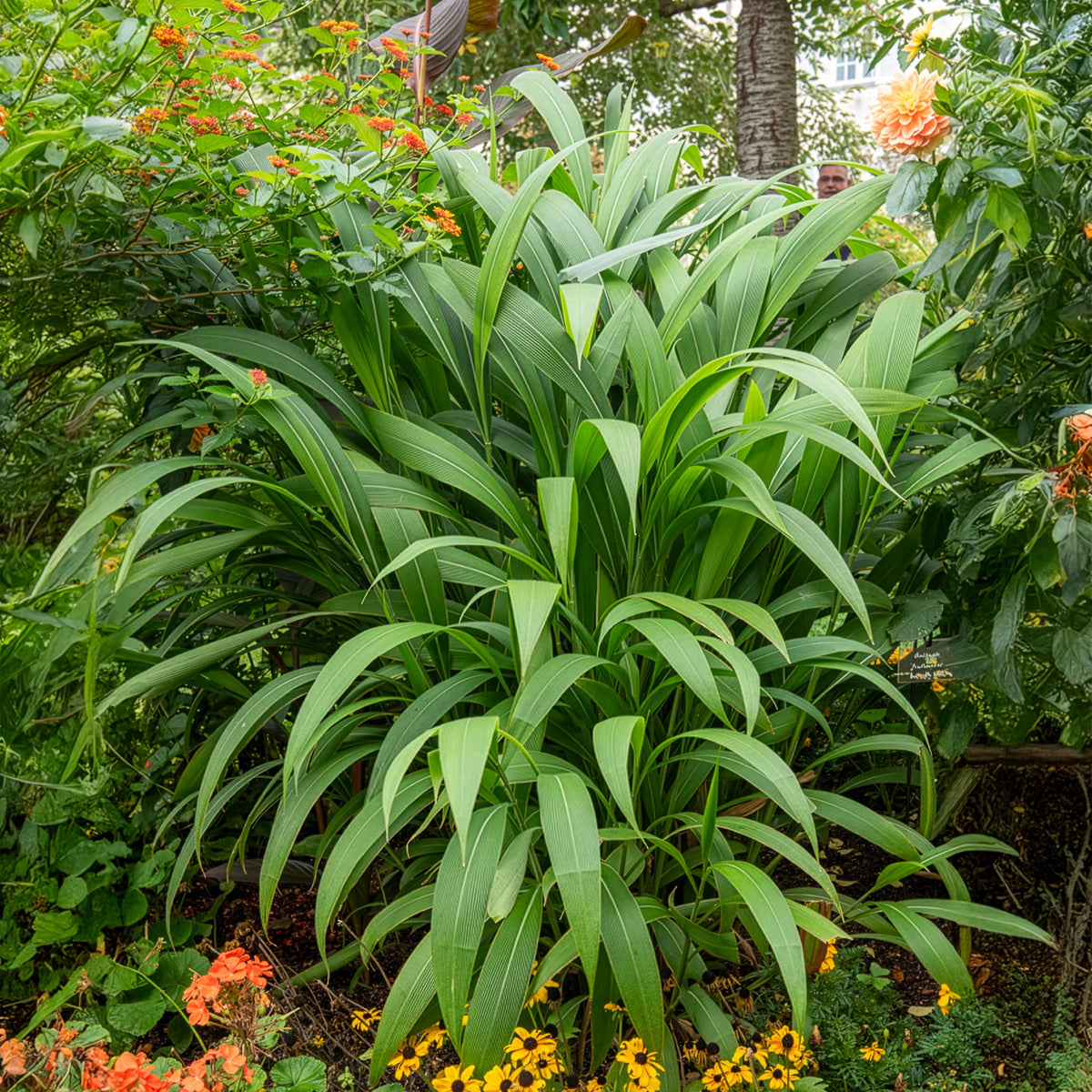 Herbe palmier - Bakker