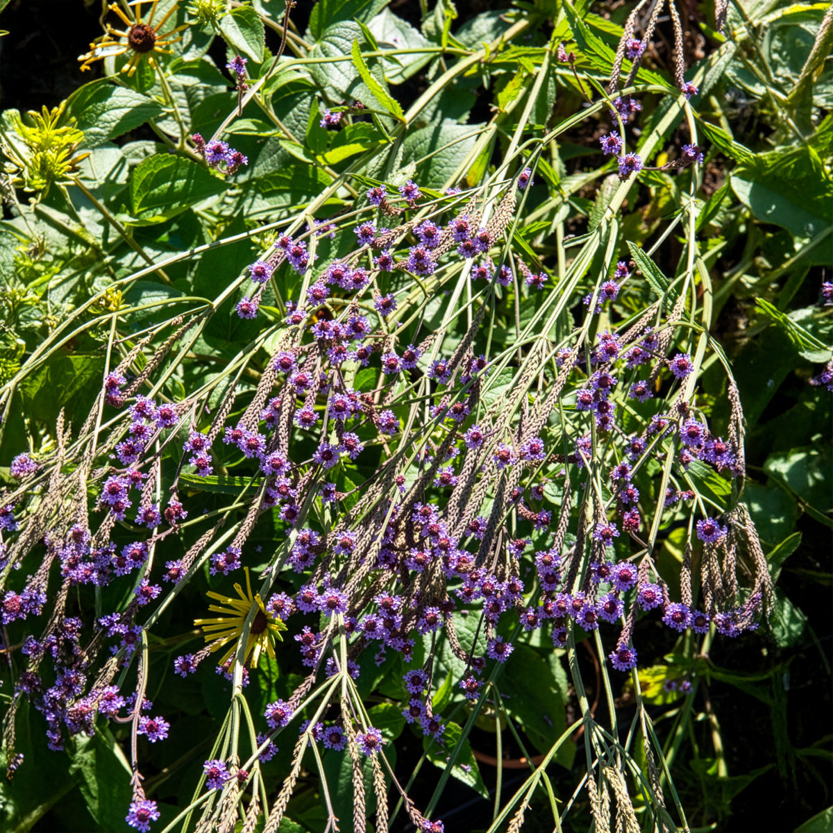 Verveine Lavender Spires - Verbena macdougalii Lavender Spires - Bakker