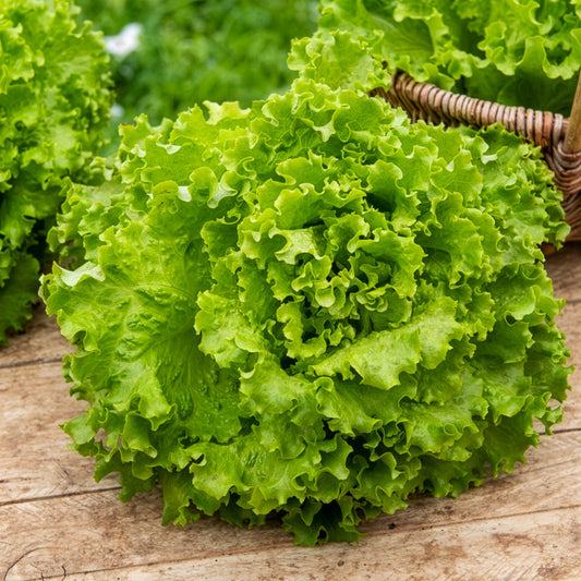 Laitue batavia Blonde Florine - Bakker