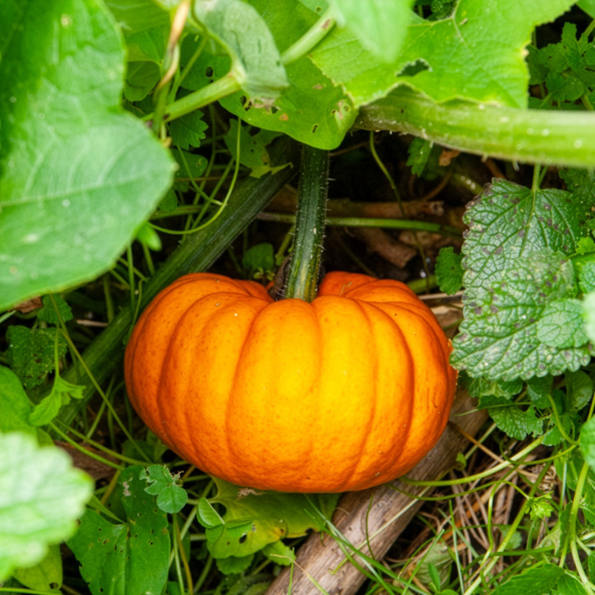 Courge Jack Be Little - Bakker