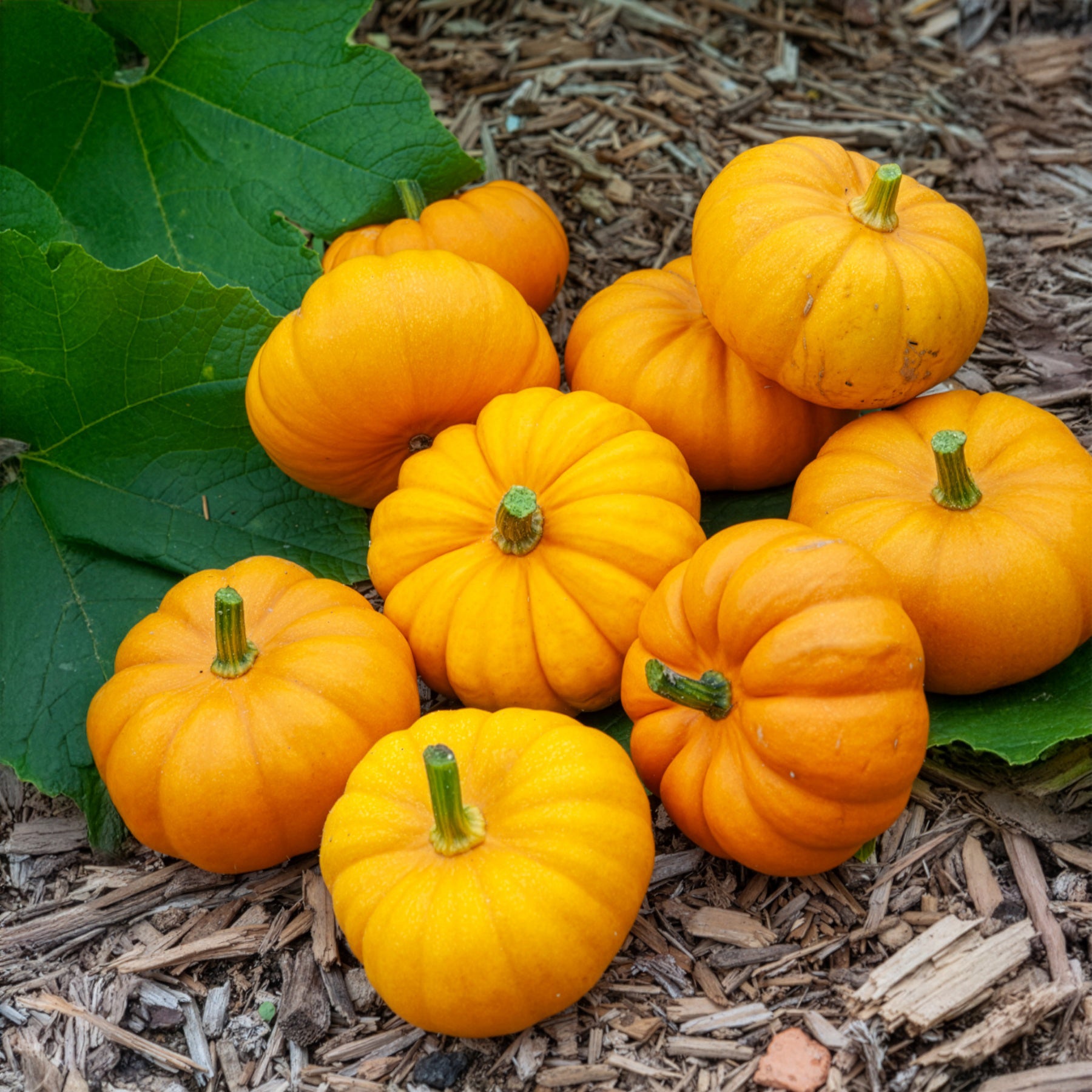 Cucurbita pepo Jack Be Little - Courge Jack Be Little - Graines de courges