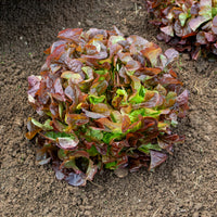 Laitue feuille de chêne rouge Eglantine - Lactuca sativa Eglantine - Bakker