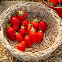 Fraisier remontant Gento - Bakker