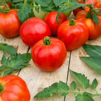 Tomate Pyros F1 - Solanum lycopersicum Pyros F1 - Bakker