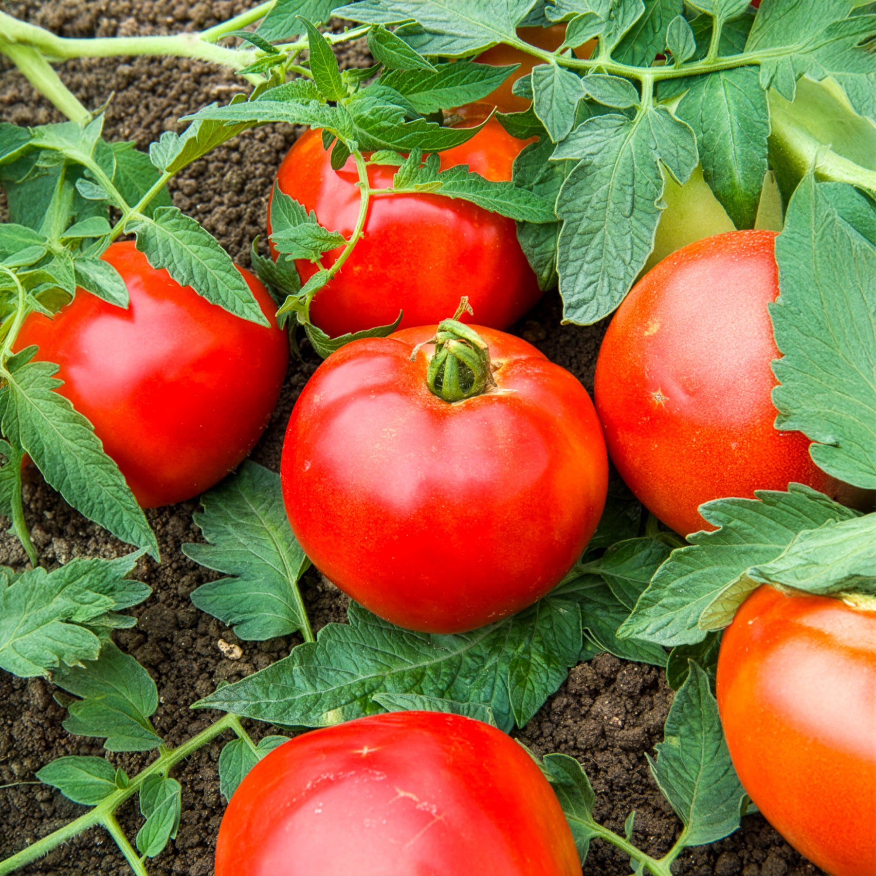 Tomate Pyros F1 - Bakker