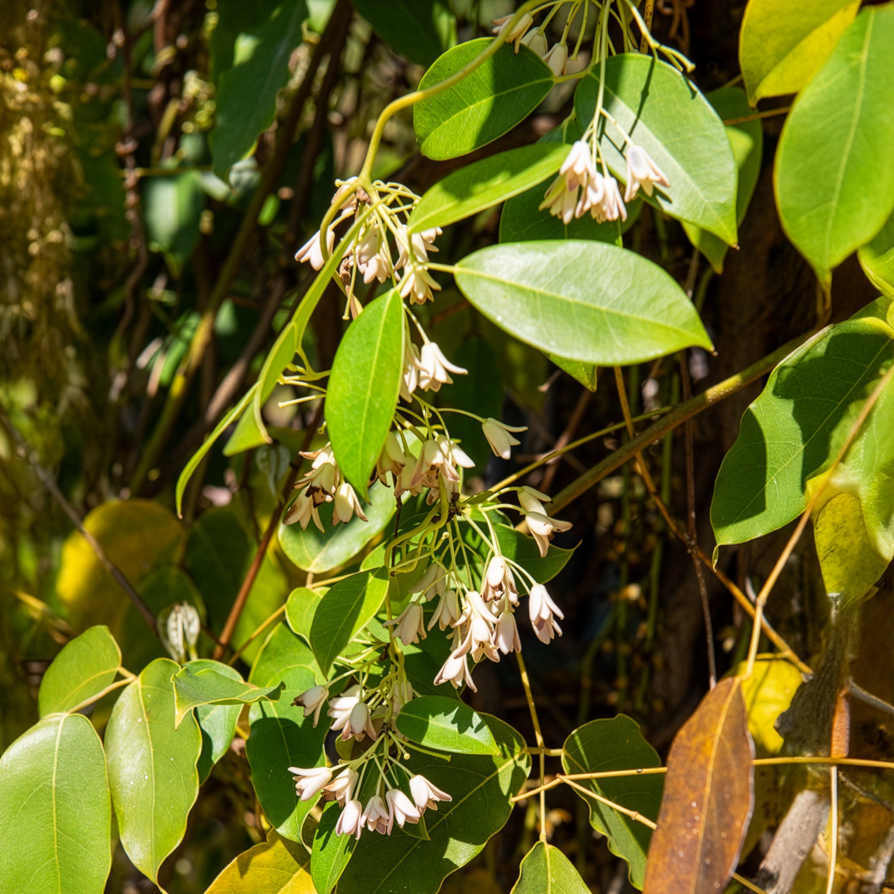 Vigne bleue de Chine - Holboellia coriacea - Bakker