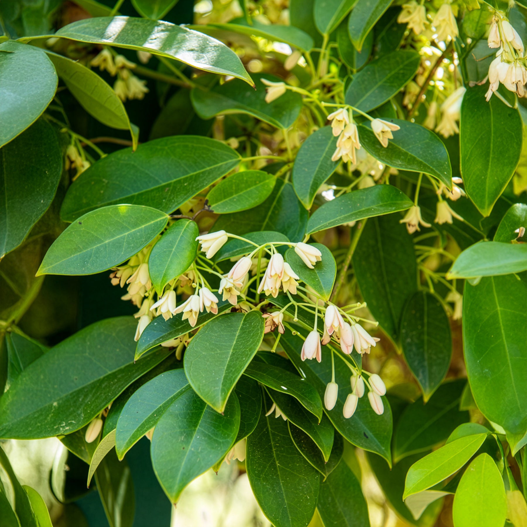 Holboellia coriacea - Vigne bleue de Chine - Plantes grimpantes à fleurs