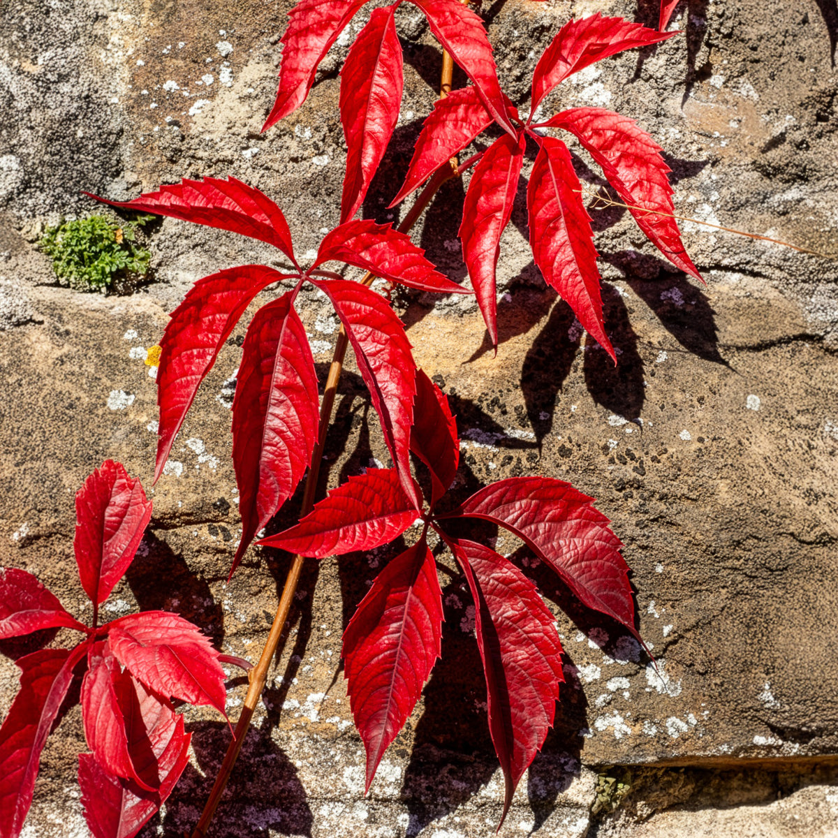 Vigne vierge Red Wall® - Bakker