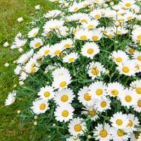 Marguerite des Canaries - Argyranthemum frutescens - Bakker