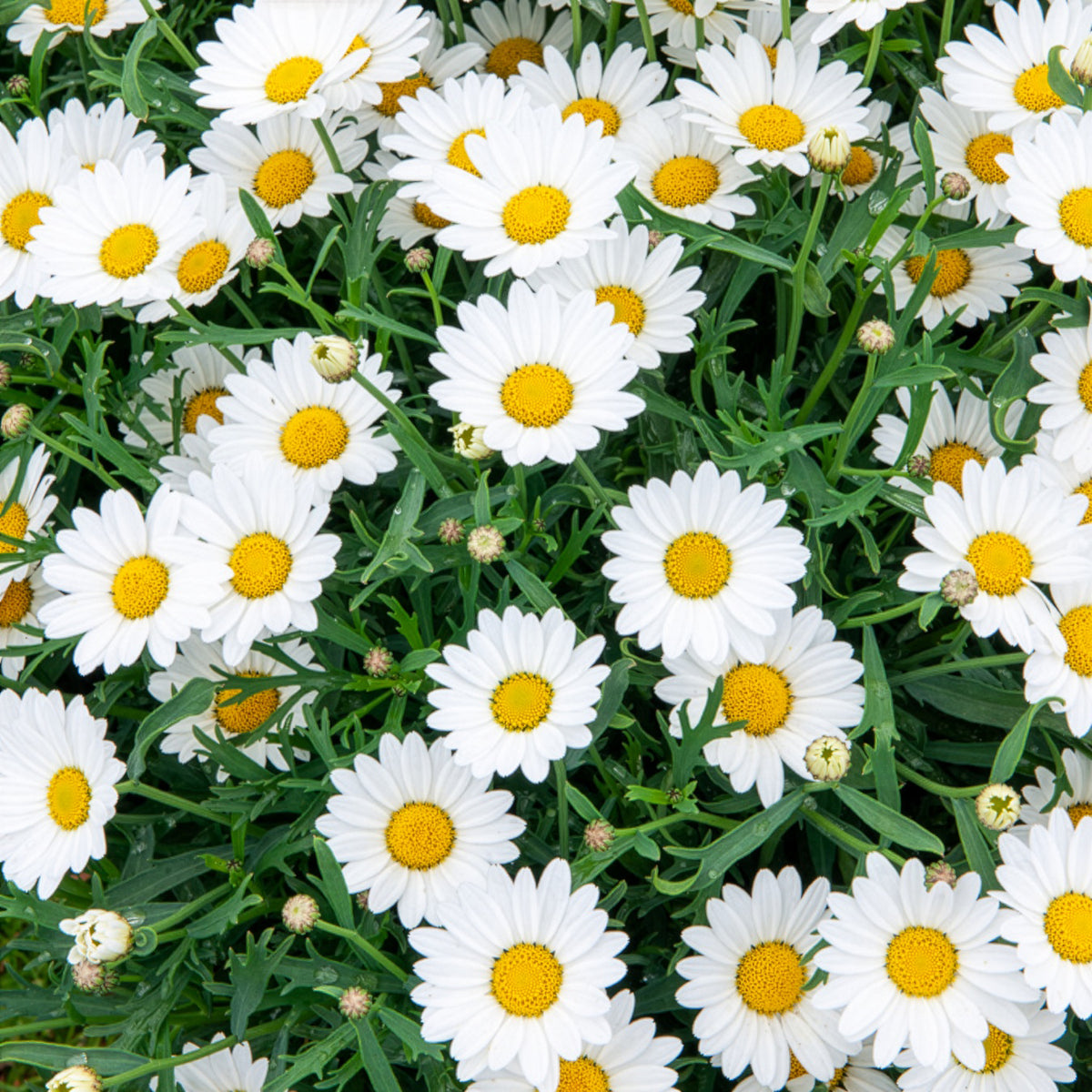 Marguerite des Canaries - Bakker