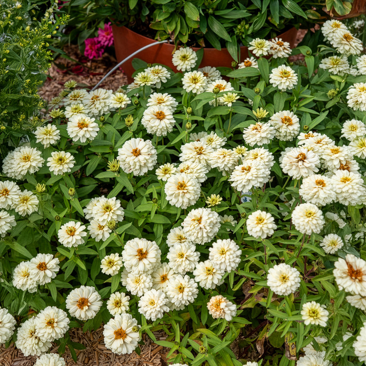 Zinnia elegans white - Zinnia Double Blanc - Fleurs pour terrasses et balcons